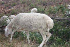 黑龙江双鸭山肉羊养殖