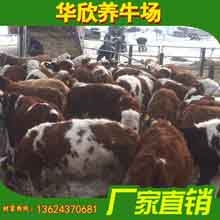 养殖场肉牛改良育肥鲁西黄牛