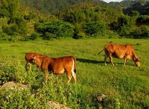 辽宁抚顺大地田野牧业