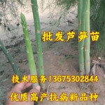 山东菏泽批发芦笋苗