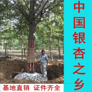 山东临沂5-80公分银杏树