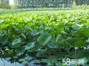 山东济南赏荷