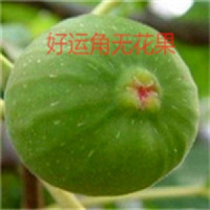 好运角无花果7