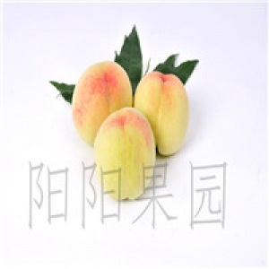 阳阳水蜜桃