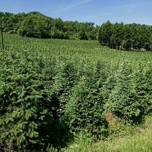 柳河县慧良苗木供应优质的树苗