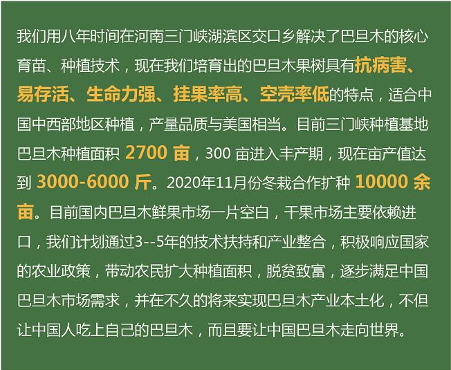 巴旦木苗木基地！供应高产高质量巴旦木（扁桃）苗木和种苗！