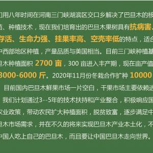 巴旦木苗木基地！供应高产高质量巴旦木（扁桃）苗木和种苗！