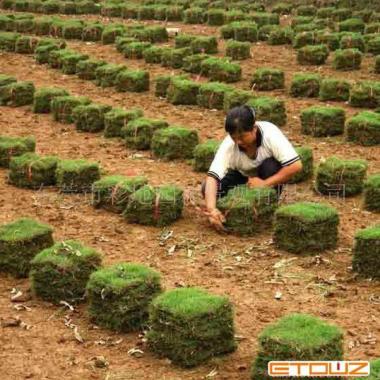 陕西西安海南草卷草坪批发，海南草卷草坪批发哪家好-海南绿化草皮花苗木生产基地