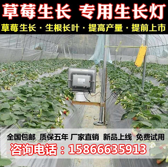 广东广东大功率led植物灯_沧州植物灯_植物生长灯代理(查看)