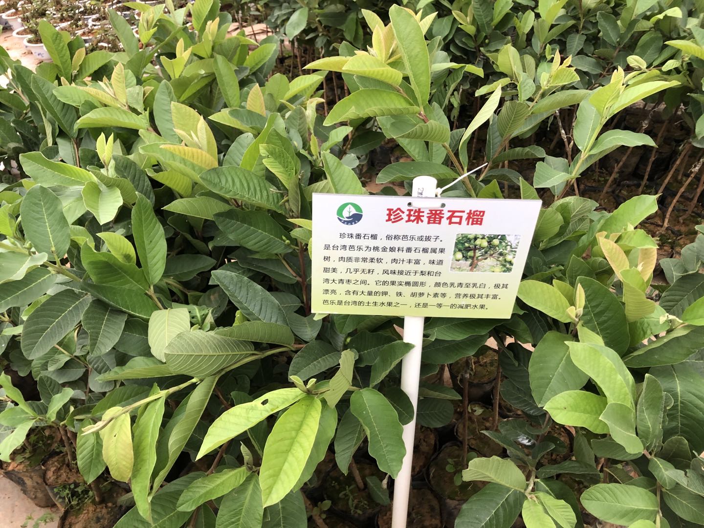 云南昆明茂名高州珍珠番石榴苗基地、批发、价格【高州市茂北果苗合作社】