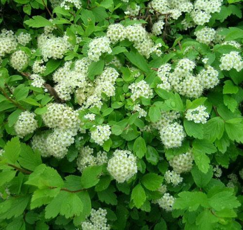 供应：珍珠绣线菊，别名笑靥花，雪梅，柳叶绣线菊