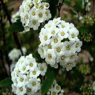 江苏宿迁供绿化苗木白花绣线菊苗金山绣线菊苗金焰绣线菊苗珍珠绣线菊苗