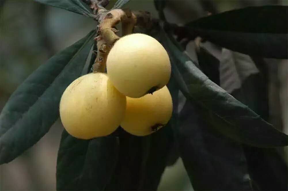 上海上海兴化市猕梦园花木种植场电话、地址【兴化市猕梦园花木种植场】