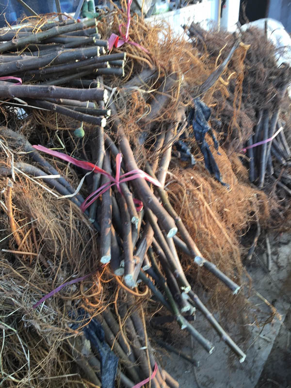 山东泰安湖北无花果苗,海之情(在线咨询),无花果苗木管理