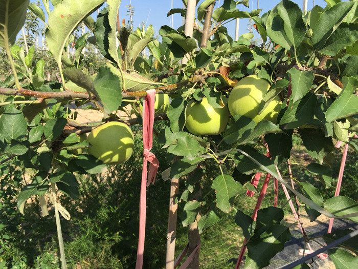 陕西陕西苹果苗木管理|康霖现代农业(在线咨询)|苹果苗木