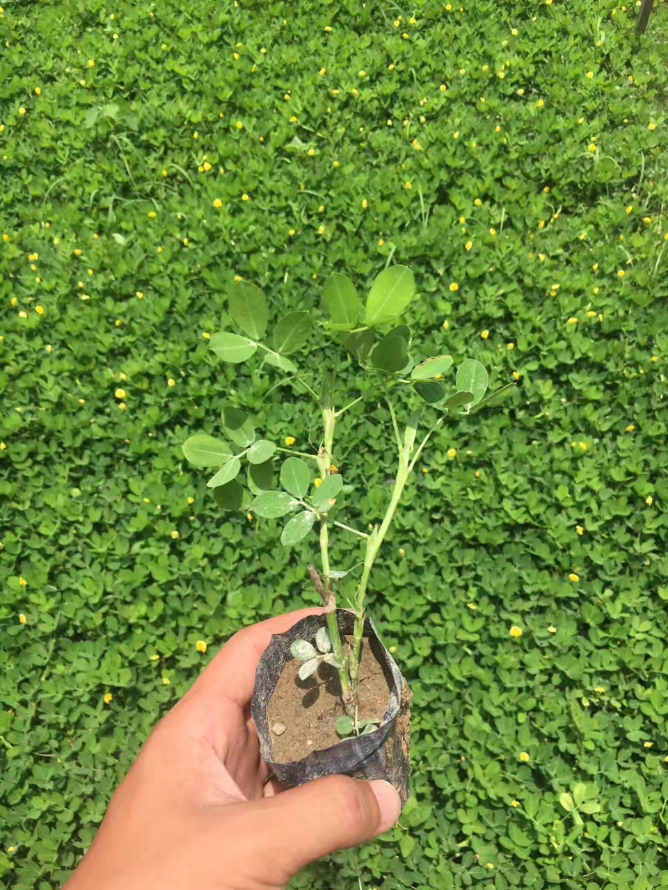 福建福建福建蔓花生种植基地_批发价格