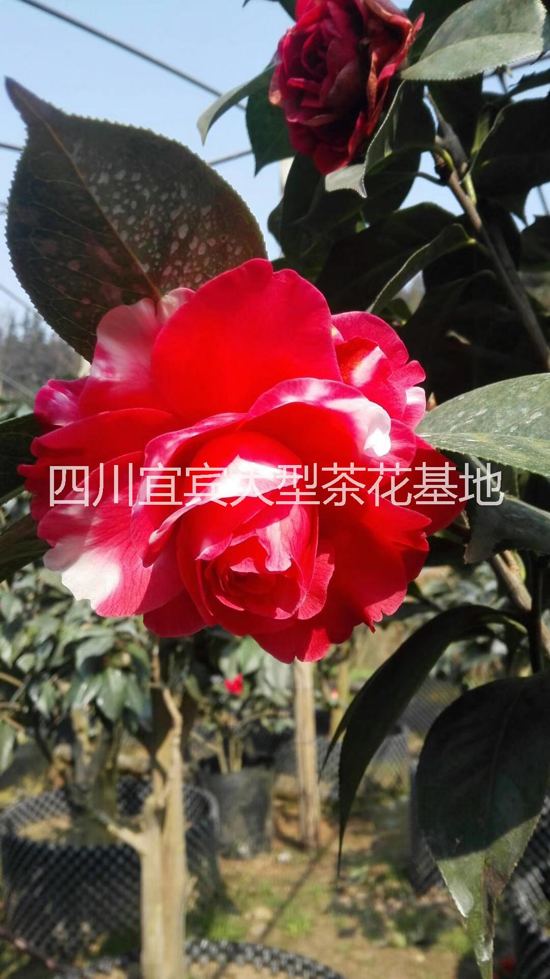 供应牡丹茶花，四川宜宾牡丹茶花大型基地，品种齐全，牡丹茶花生产地