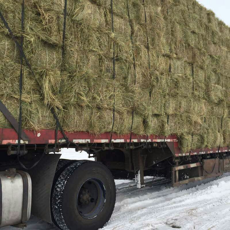 黑龙江黑龙江供应厂家批发东北优质羊草（碱草）草捆草砖牛羊马饲料18945257722