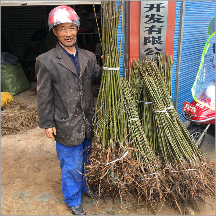 四川广元四川九家种板栗苗厂家-供应商-批发