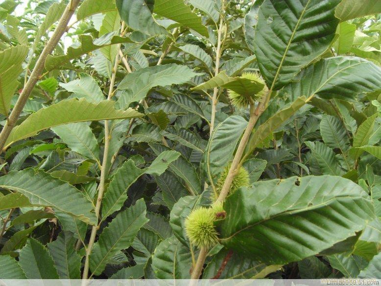 山东泰安供应板栗苗板栗苗批发板栗苗种植基地板栗苗价格板栗苗供应