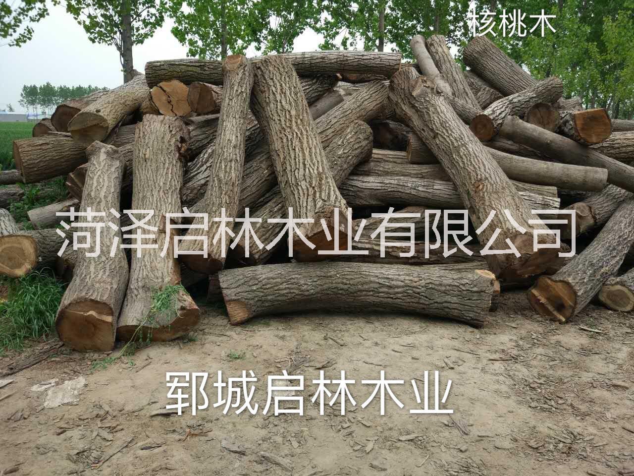 山东菏泽大量供应用于工艺品/雕刻/制作家具等的核桃木/优质大径核桃原木批发