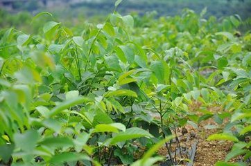 河北河北供应用于种植的石家庄核桃苗