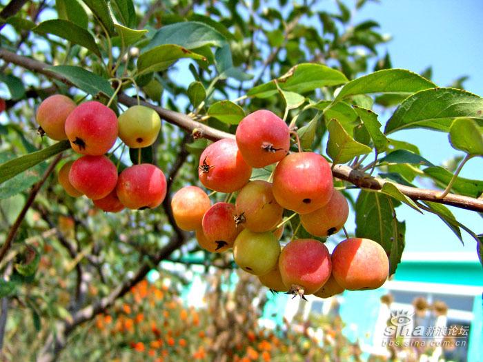 供应油根子苗，冬红果（长寿果）苗，冬红果盆景苗，冬红果高桩苗油根