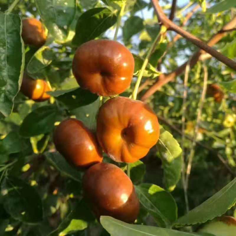 江西上饶蟠枣 供应蟠枣苗 圆形柿枣 柿饼枣苗 新品种圆枣 蟠枣种苗供应