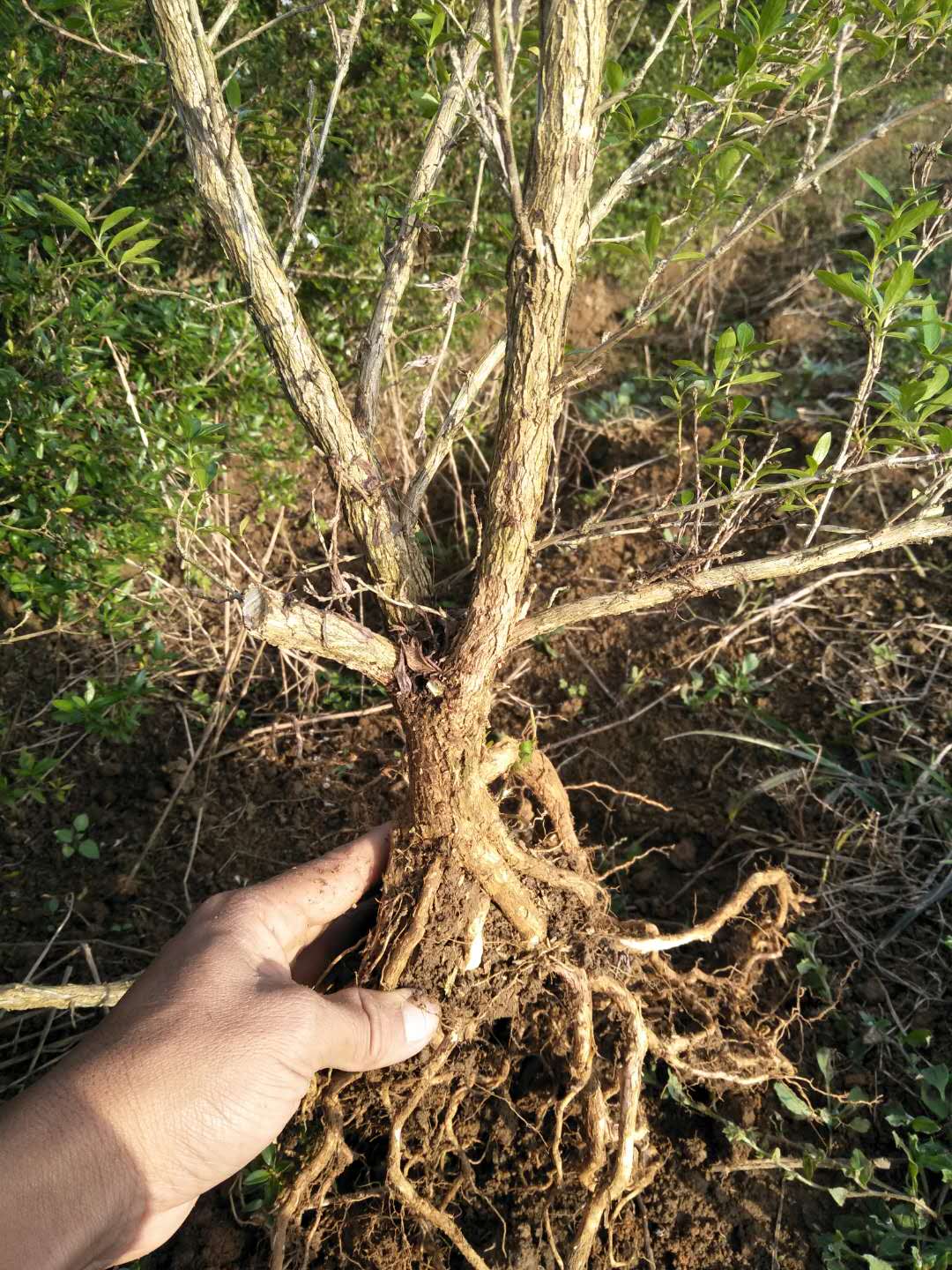 广西桂林六月 雪 土球好 冠幅好 花灌木 地被 球类 色块类 草花类 绿化苗木