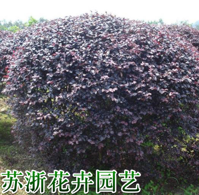 红花继木球 30-200公分都有 精品球 土球好 冠幅好 庭院 绿化工程