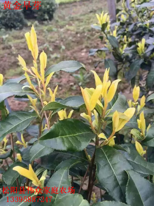 浙江黄金早芽基地|浙江特种黄茶厂家|浙江黄金早芽价格