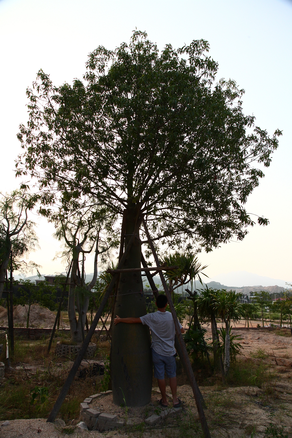 福建福建供应昆士兰瓶干树销售，昆士兰瓶干树培育种植，龙海市昆士兰瓶干树树干呈酒瓶状喜温暖干燥