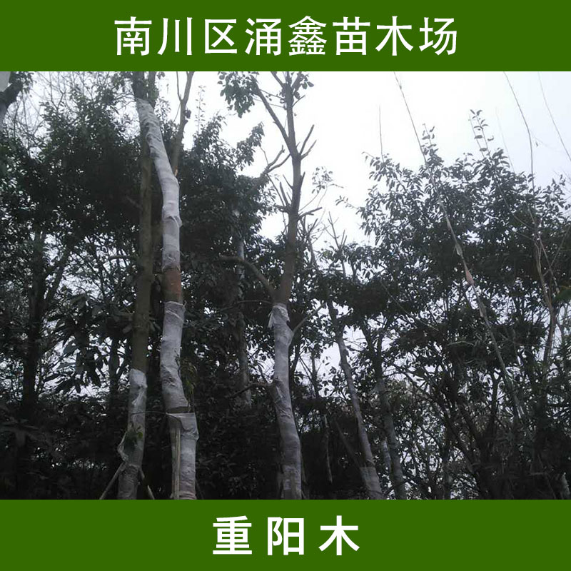 重庆涌鑫苗木场重阳木苗 落叶乔木行道树/庭园观赏树重阳木批发