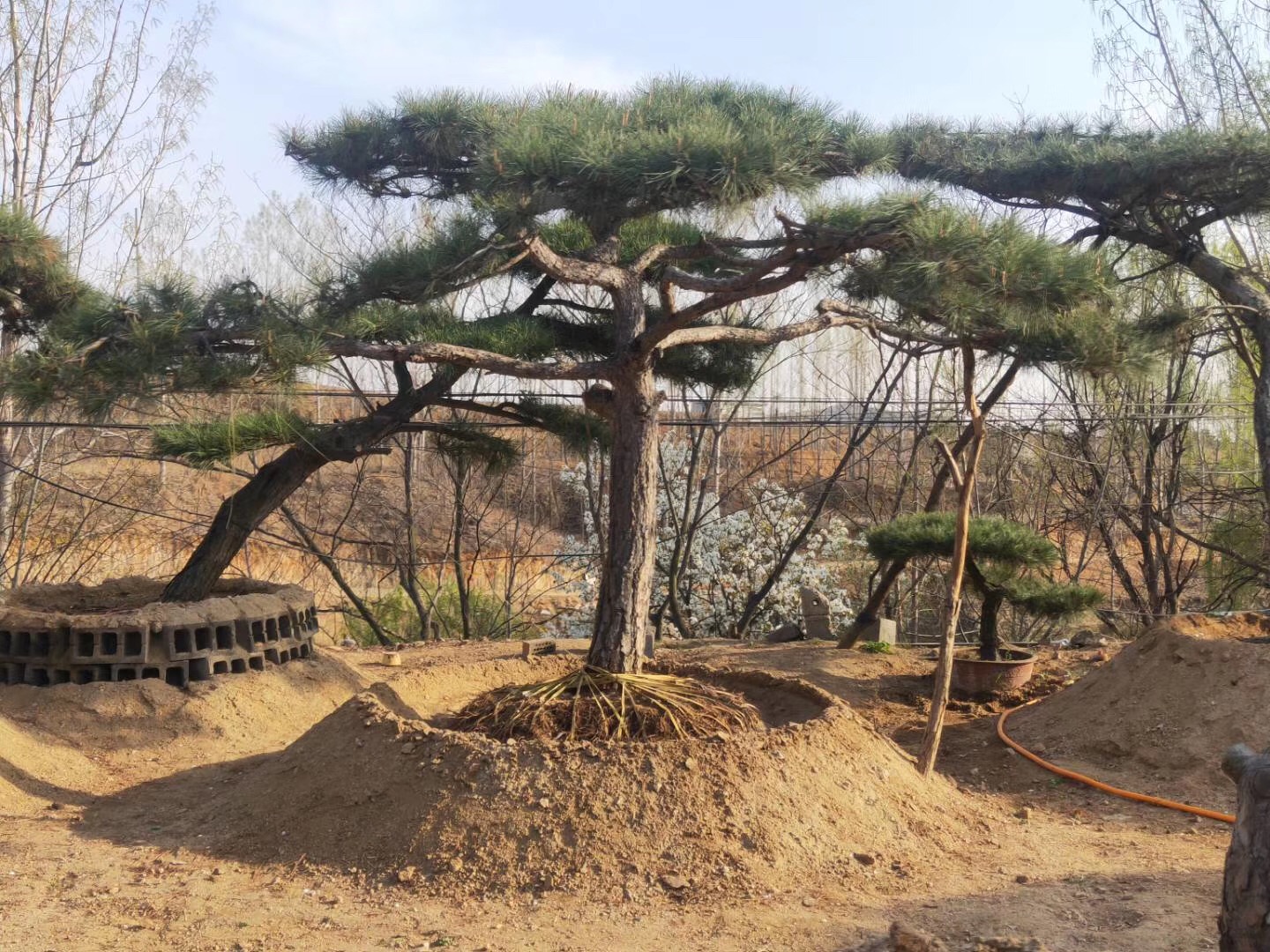 山东莱芜山东黑松盆景基地，基地直销，价格，批发，图片，行情-【悦琪景松园林】