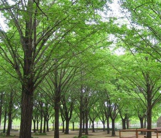 山东园林银杏树种植基地  银杏树产地批发 货源充足