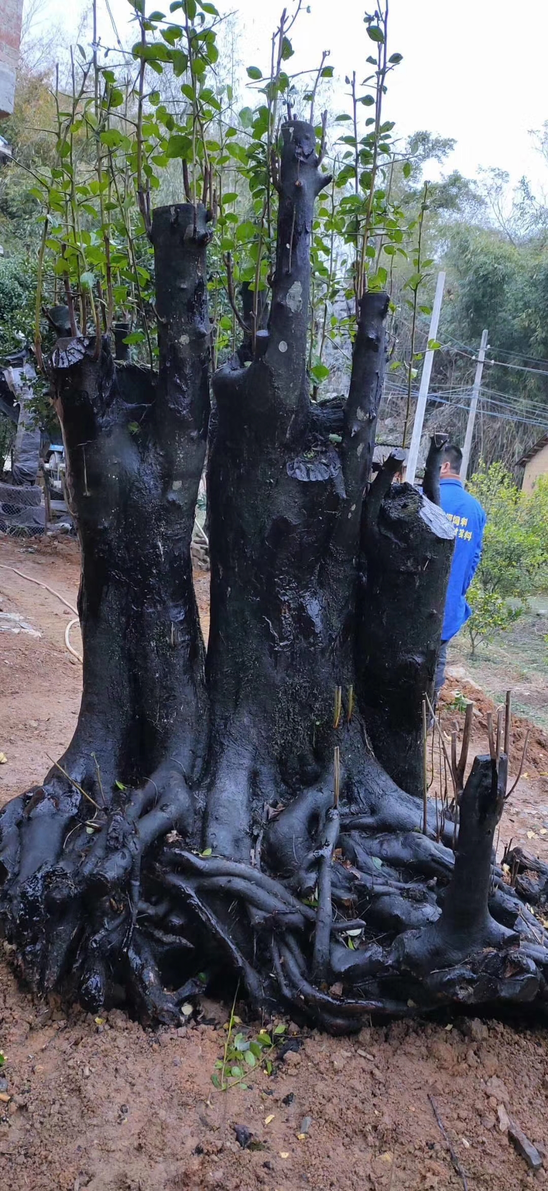 广西河池广西金弹子批发种植基地价格电话