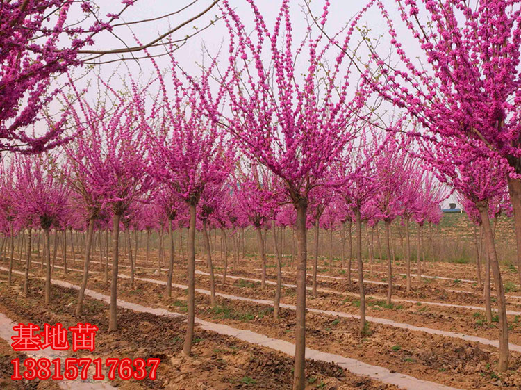 江苏宿迁苗木场常年供应紫荆、丛生紫荆、紫荆小苗、紫荆种子欢迎新老客户前来选购