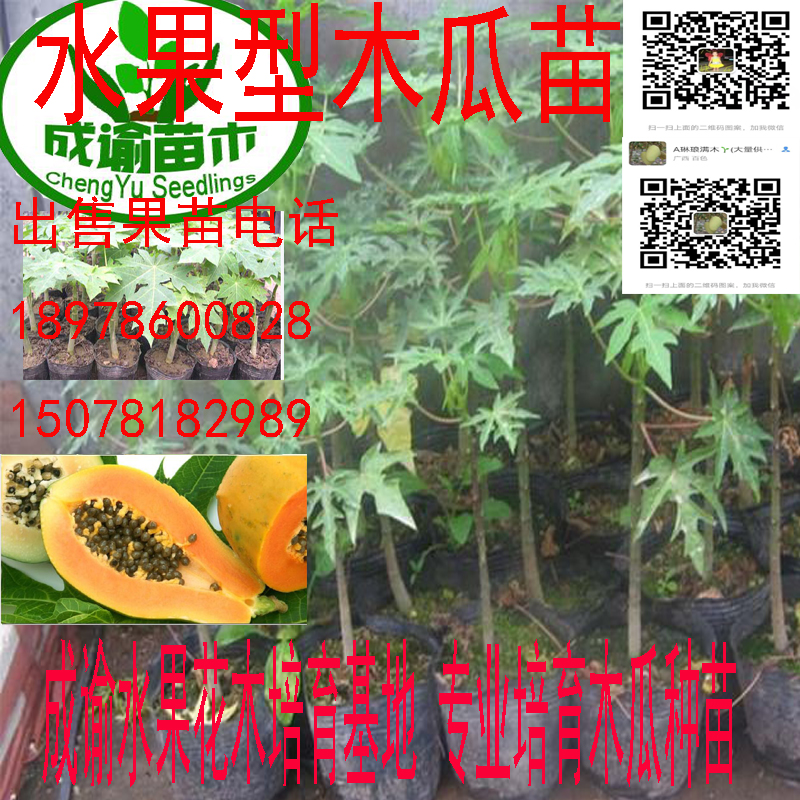 广西百色供应水果型木瓜｜马来西亚木瓜｜木瓜苗