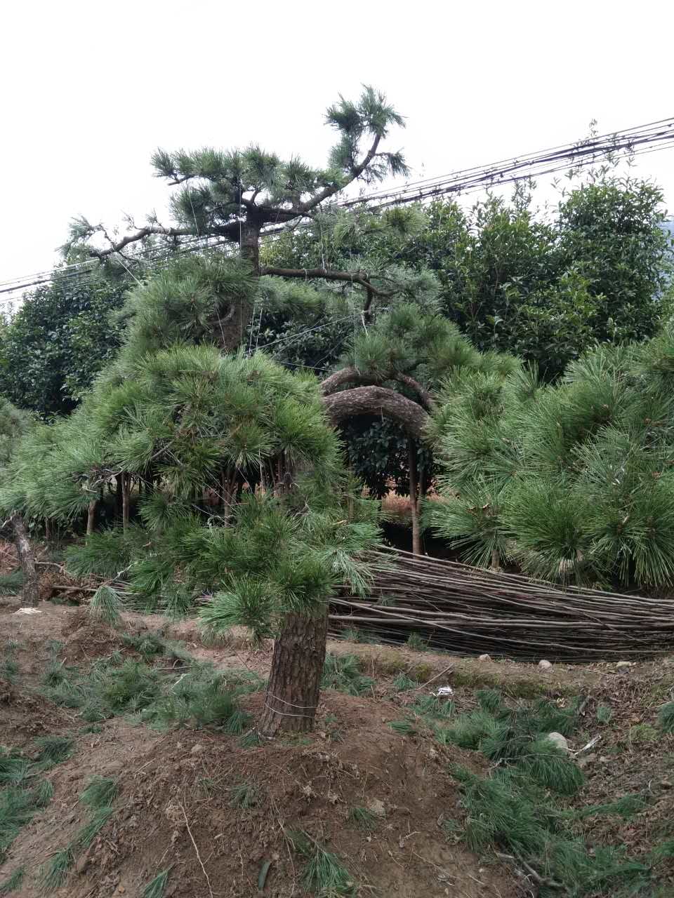 湖南益阳厂家种植黑松树黑松树绿化园林