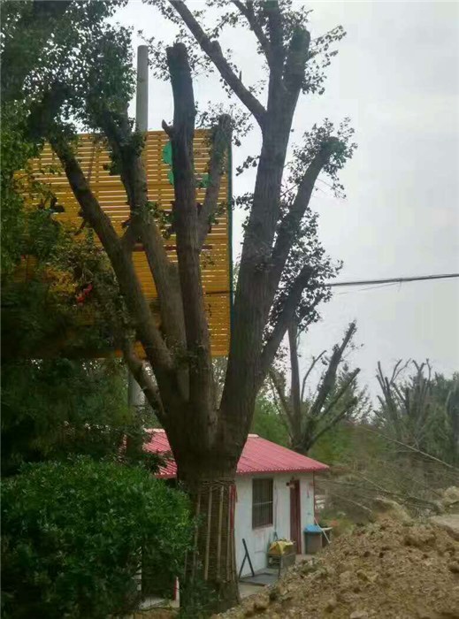 江苏江苏园林道路绿化,阳光银杏苗圃场,道路绿化