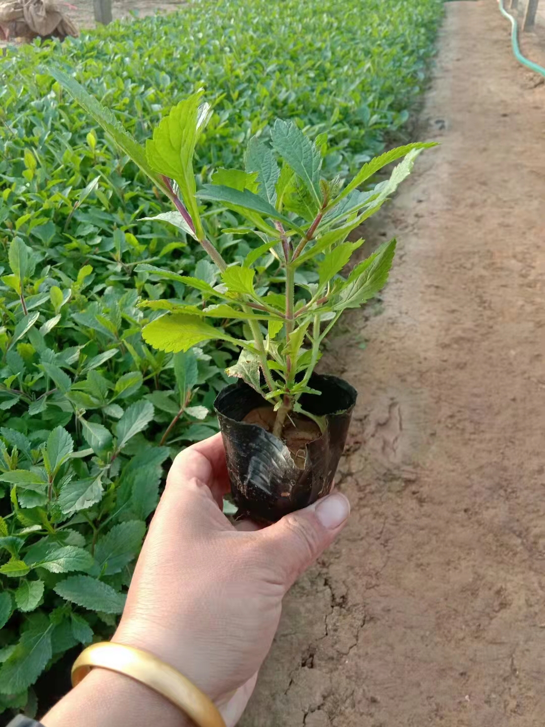 山东潍坊伟荣花卉 马鞭草 多年生草本 喜肥 草坪林地种植