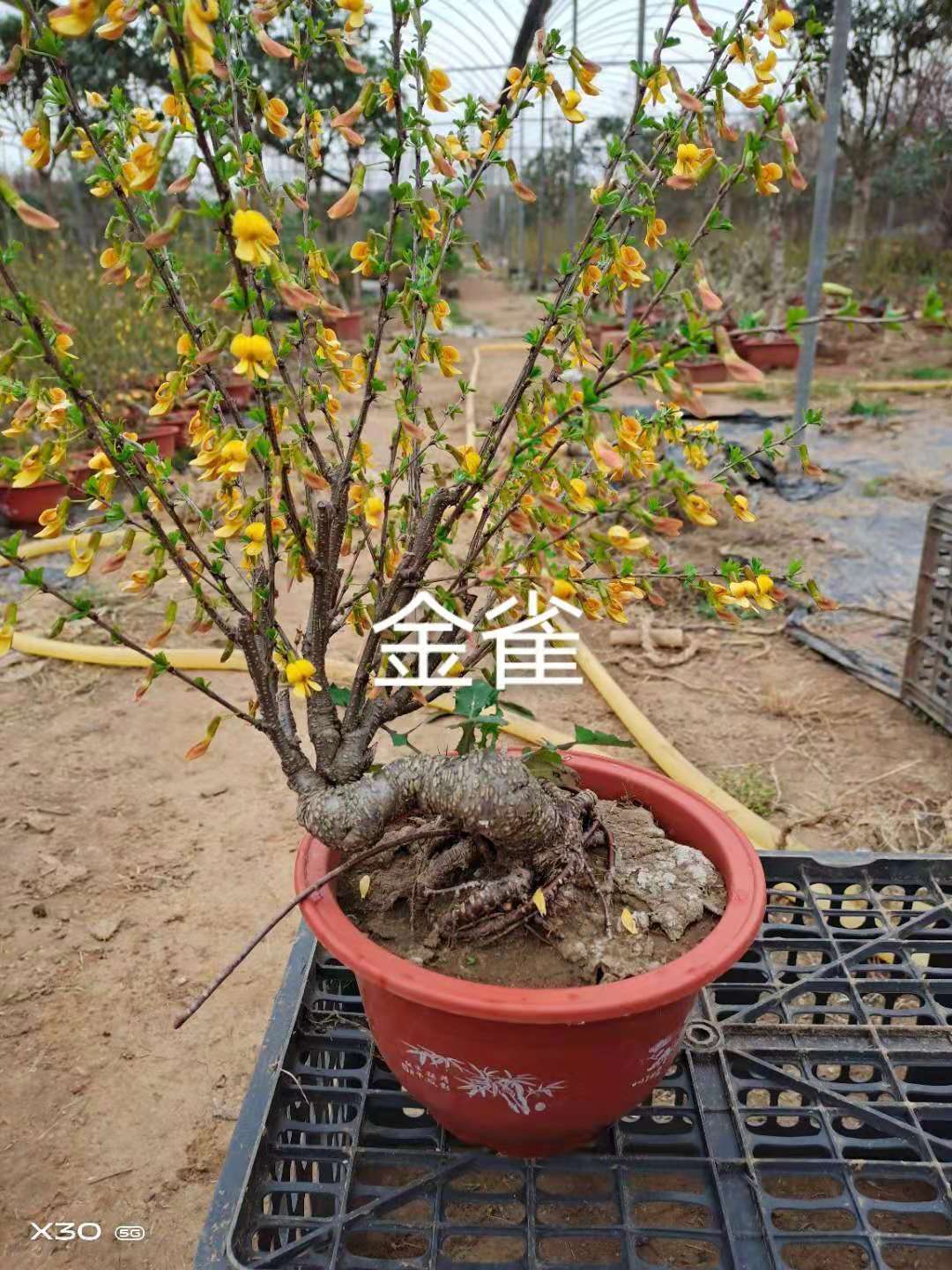 山东临沂临沂经济技术开发区梅开花卉种植合作社——供应垂丝海棠、红宝石海棠、绚丽海棠、木瓜海棠、西府海棠、北方桂花、金桂、银桂、