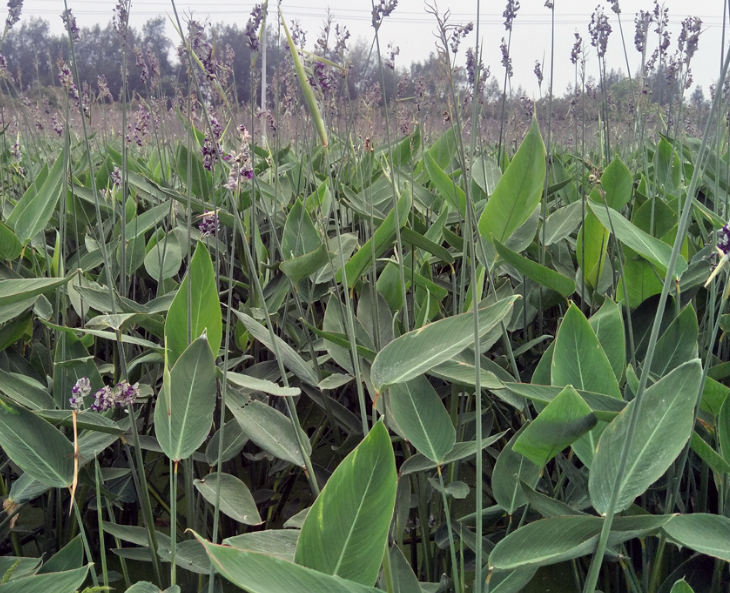 广东茂名广东再力花批发