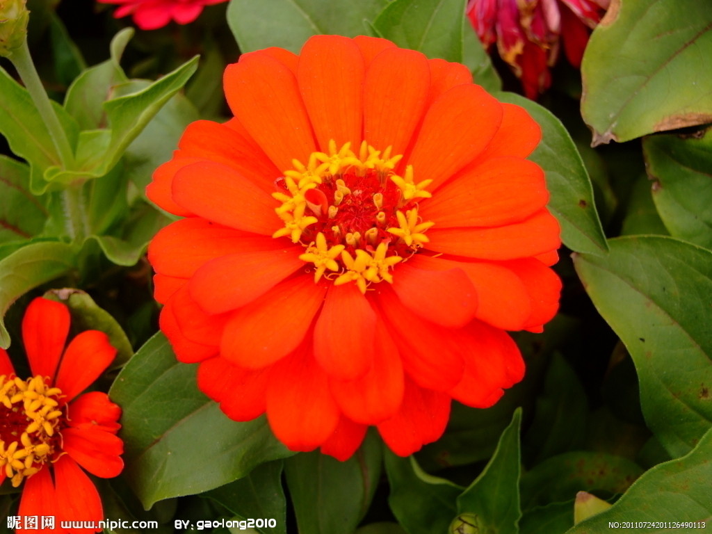 北京北京各类观赏花卉种子批发生产，百日草 千日红，蛇边菊 硫华菊 波斯菊 万寿菊等