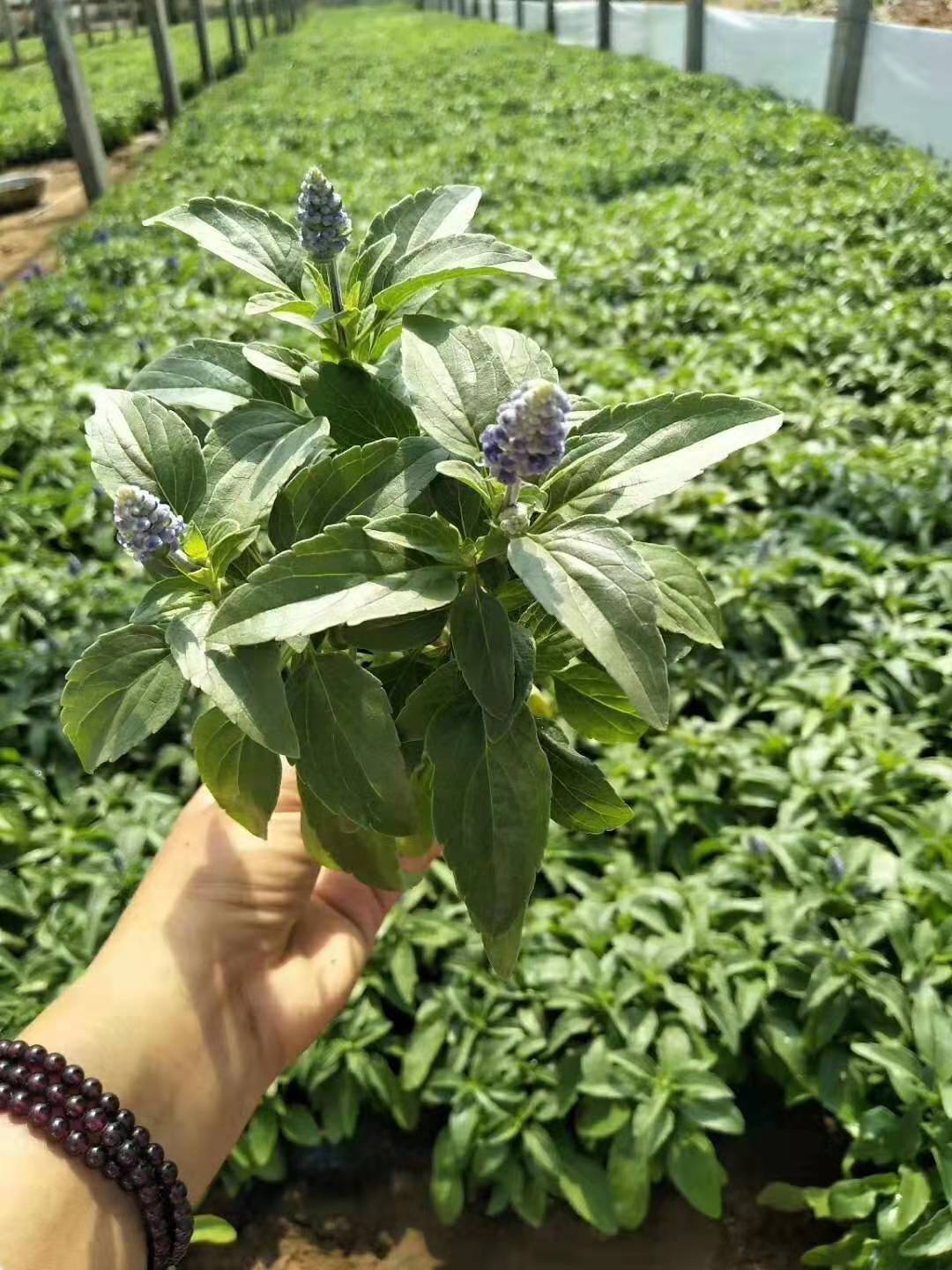 北京批发鼠尾草花海基地/盆栽直销价格