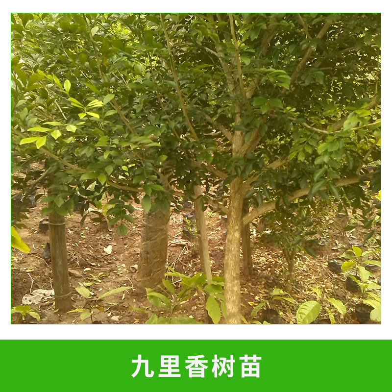 <-><->九里香树苗 观赏花卉植物 桌面绿化 开花清香 办公室室内盆栽 九里香小盆栽 欢迎来电订购