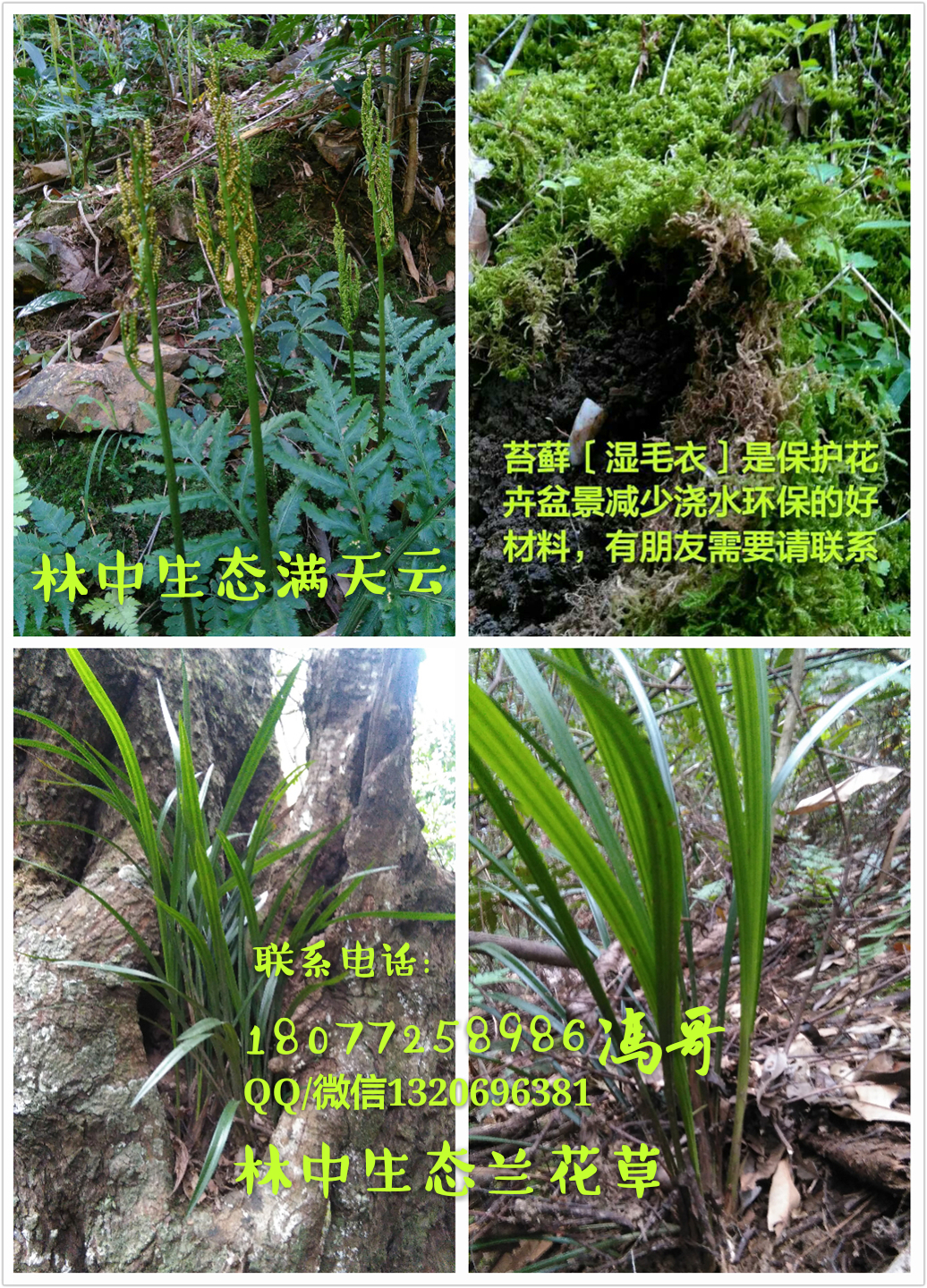 福建龙岩桂北林中生态特色花卉