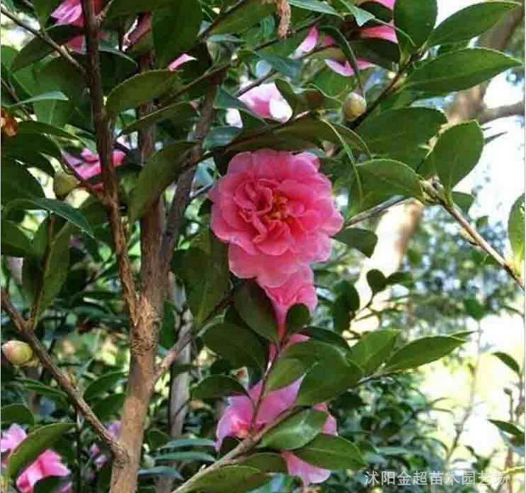 <-><->庭院观花可盆栽树苗 茶梅树苗 芳香花卉 冬季花卉 茶梅小苗