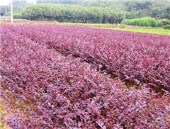 江西江西弋阳县园林绿化,园林绿化花卉,景致承包园林绿化工程