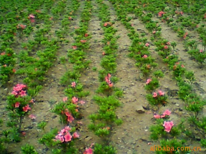 供应：北方耐寒花卉-日本石岩杜鹃